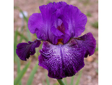 Celestial Explosion - 9,65