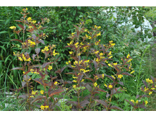 ��������� ���������