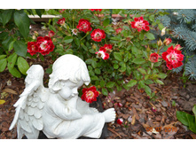 ���� ������ (���������)