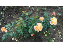 IMG 20160724 091741.jpg