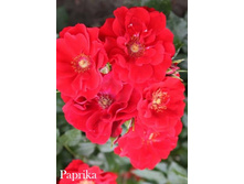 Paprika 2,95 ����.jpg