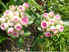 ���� ���� (�����)