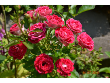 Schone Koblenzerin (������ 2015�)