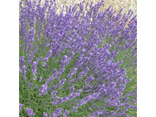 ������� Lavandula int. Dutch - 2,13  ������ �� ������������