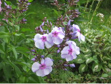 ������� ������.JPG