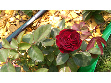 Red Sensation (2).JPG