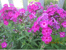 ����� ����-80 ���