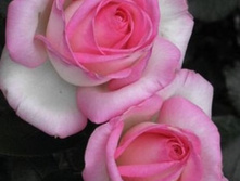 Princesse de Monaco.jpg