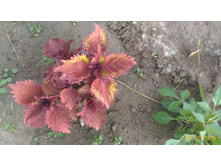 P 20160630 192507 1 p.jpg