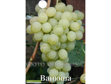 �������� ������ 160���..jpg