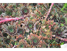 ��������-50�