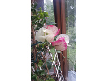 20160714 145628.jpg