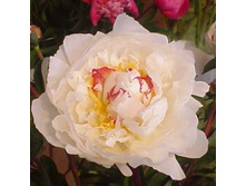 ���� Avalanche ���� ������� (Crousse, 1886, �������) ������ 50�� 3.77����