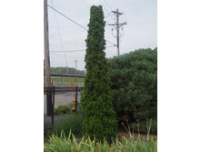 Thuja occidentalis DeGroot`s Spire ��� �������� ������� ����� 1.73 ����