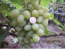 �������� ������� 160���..jpg