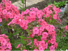 ���� ����������.JPG