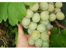 �������� ���� 160���..jpg