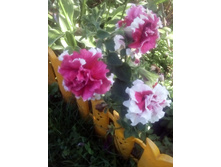 IMG 20160717 171459[1].jpg