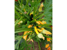 ������� ���� ���