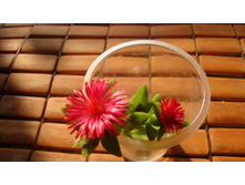 ������� Cordifolia(������������)