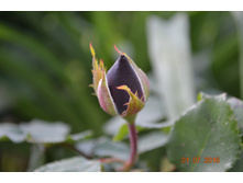 ����� ������� �����