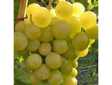 �������� ������� ��� 160���..jpg