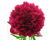 ���� Red Grace ���� ��� ����� (Glasscock, 1980, ���) ������ 25�� 10.14����