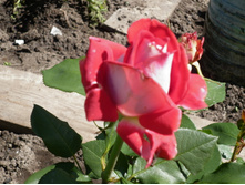 �� ��� ������