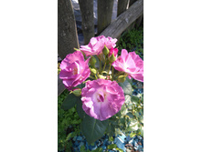 Blue for You (2).JPG