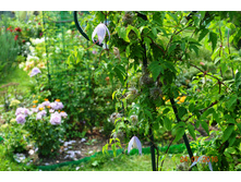 ������ ������