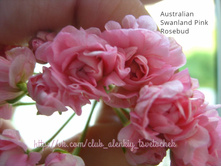Australian Swanand Pink Rosebud