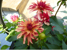 �������� ������� ��� ����