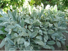 ������ (������ ����)-50�