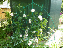 ��� ����( ������ ����-����� �����������)