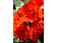 Chorus (����������).jpg