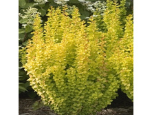 Berberis (��������) thunbergii Maria PBR C2 �:25-35	2 �� �������� 493 �.