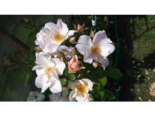 Sally Holmes (11).JPG