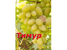 �������� ����� 160���..jpg