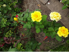 �� "�����"