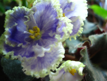 IMG 4917.JPG