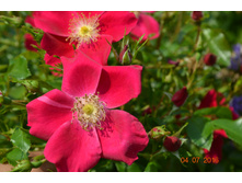 Purple Haze (���������)