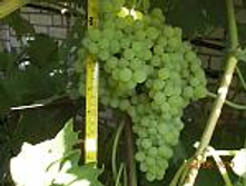 �������� ������� ���� (���� ��������) 160���..jpg