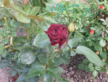 ���� �������