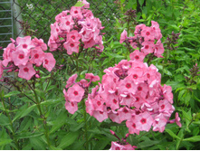 ��������� �����.JPG