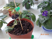 ��������� ��-������������