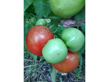 ������� �������