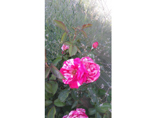 Deep Impression (3).JPG