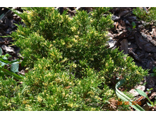 ������ ���