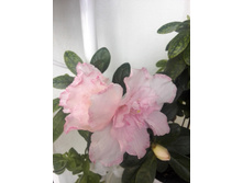 IMG 20160707 182346.jpg