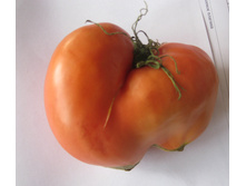 IMG 0338.JPG